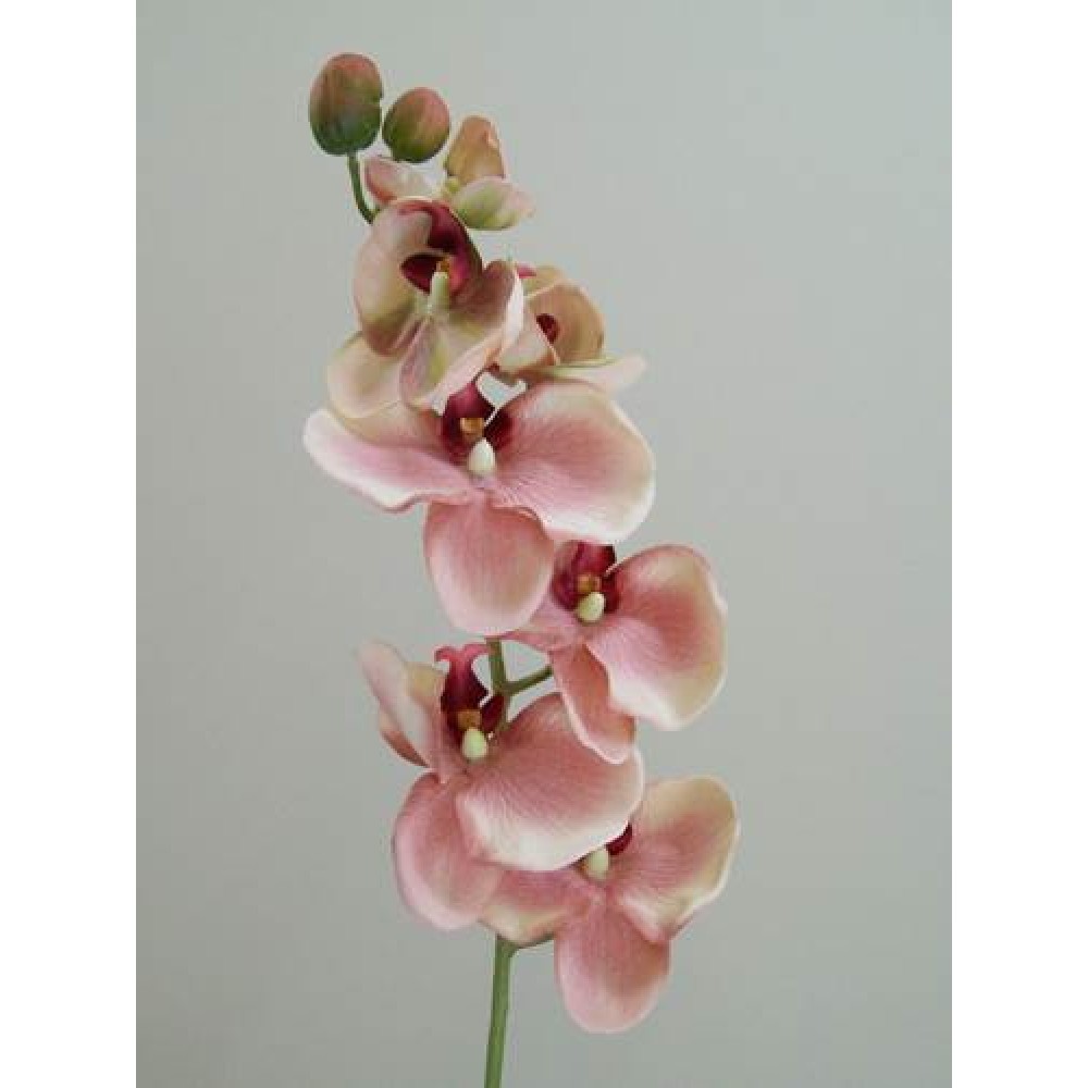 Vintage Phaleanopsis Orchids Peach 81cm Artificial Flowers